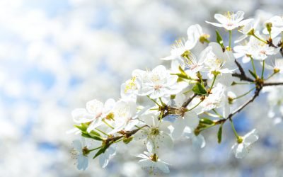 TOP 4 jardinerie à Nîmes juin 2022 