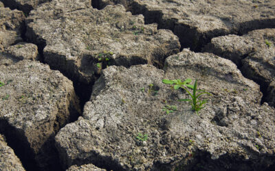 Sécheresse dans le Gard : Restrictions d’utilisation de l’eau et Impacts sur l’environnement
