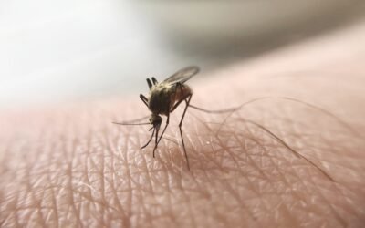 Moustiques dans le Gard : pourquoi ils gâchent nos soirées et comment limiter leur présence