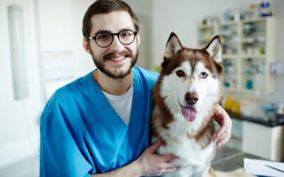 Vétérinaire de garde autour de Nîmes : qui appeler en urgence ? 🐶🐱