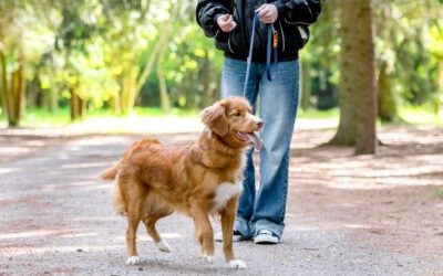 🐶 Top 7 des meilleurs parcs et lieux de promenade pour chiens autour de Nîmes