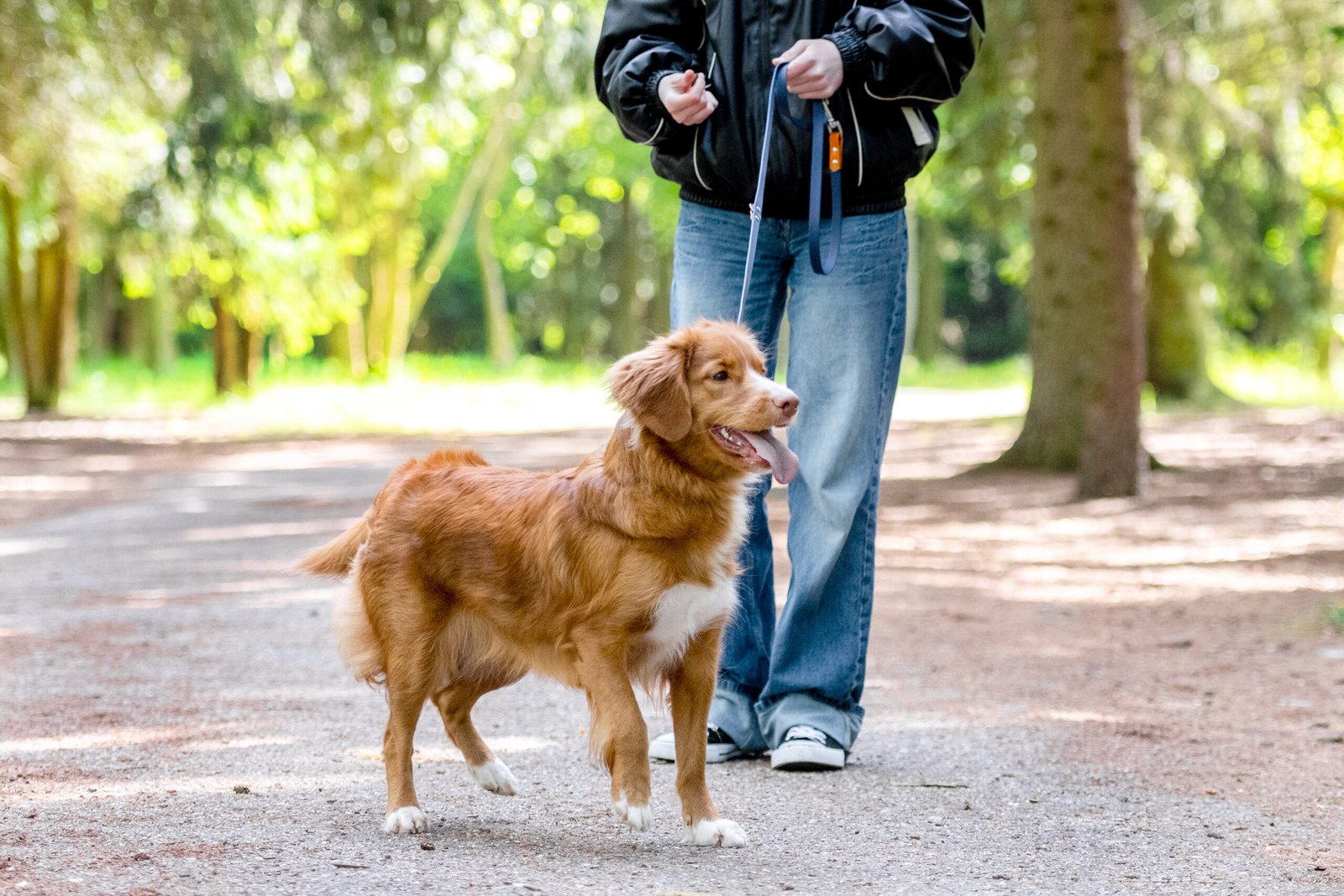Teen Girl Walking Toller Retriever Dog