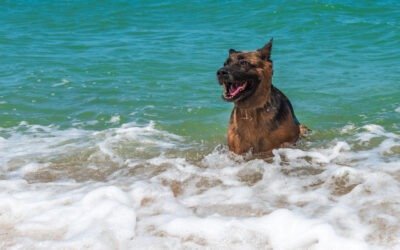 🐶 Les meilleures plages dog-friendly autour de Nîmes : où se baigner avec son chien ? (Guide 2026)