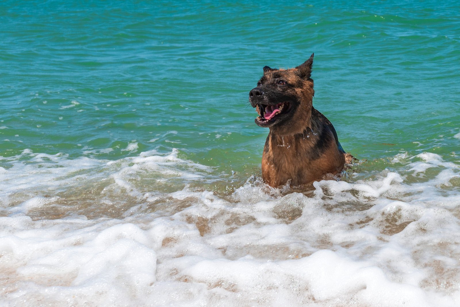 Sheepdog swims in the sea